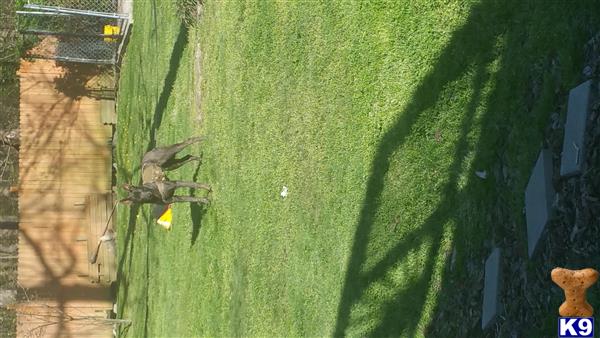 Calm Leash K9 Training Picture 3